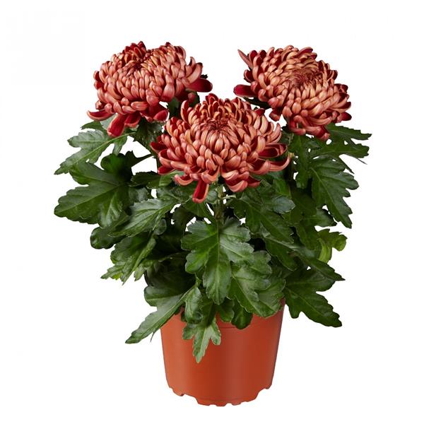 Хризантема черенок Cosmo Bronze (бронзова)