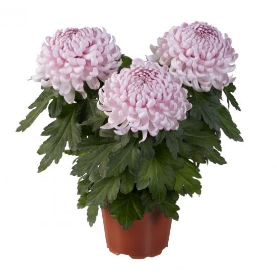 Хризантема саджанець Cosmo Pink (світло-рожева)