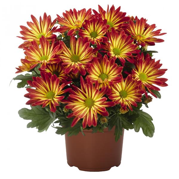 Хризантема черенок Rainbow Sunset (красно-желтый)