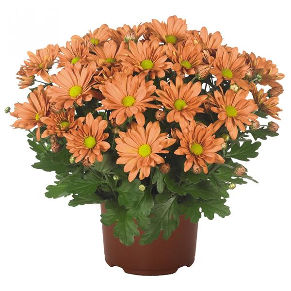 Хризантема черенок Breeze Fox Orange (оранжевая)