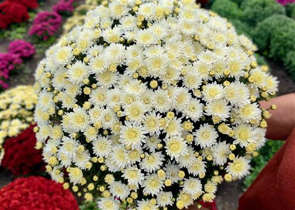 Хризантема саджанець Sunbeam Bliss White рання (біла)