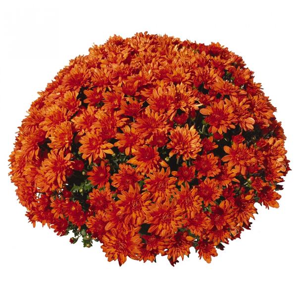 Хризантема саджанець Sunbeam Goal Orange рання (помаранчева)