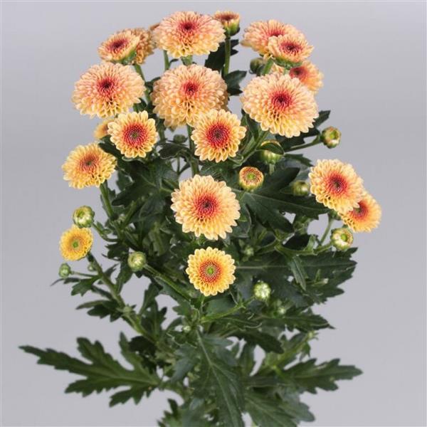 Хризантема черенок Calimero Apricot (абрикосовая)