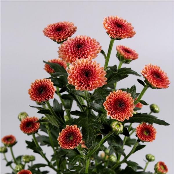 Хризантема черенок Calimero Salmon (персиковая)