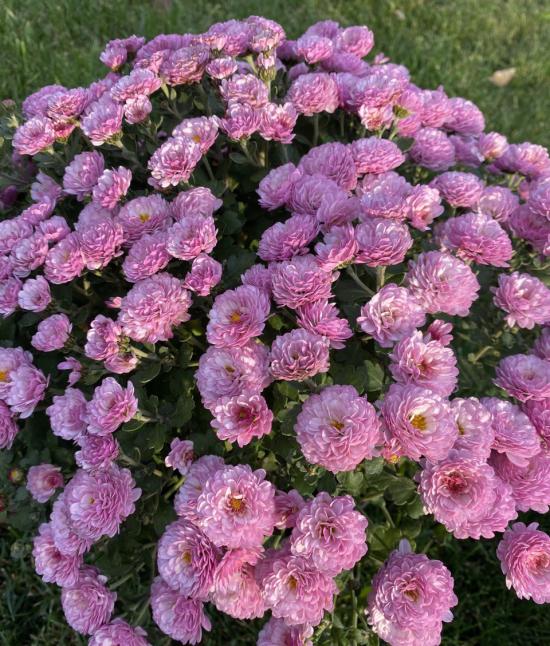 Хризантема черенок Gigi Pink (розовая)