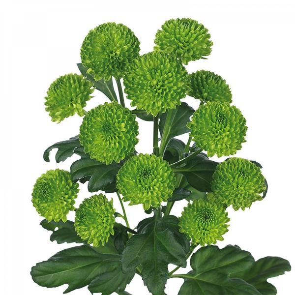 Хризантема саджанець Country (зелена)