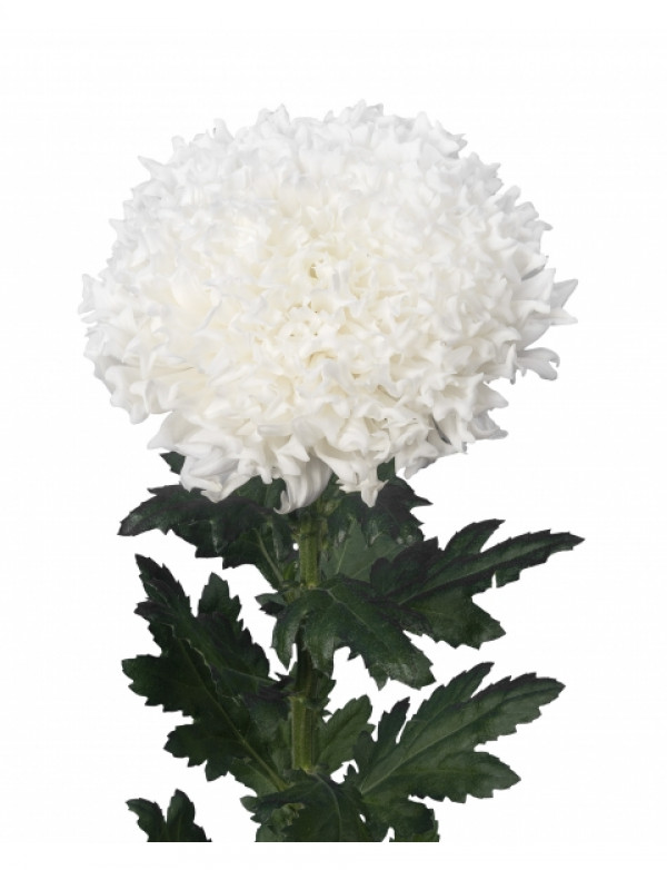 Хризантема черенок Einstein (белая)