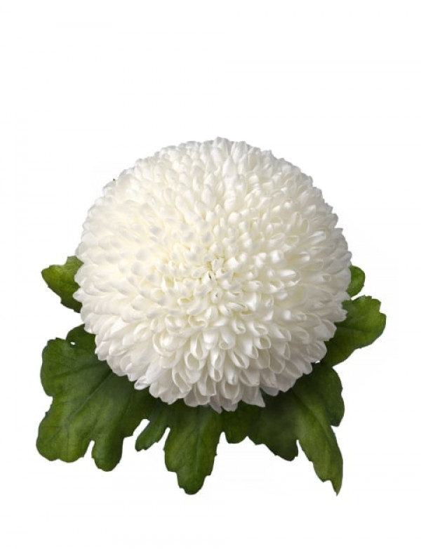 Хризантема черенок Ping Pong (белая)