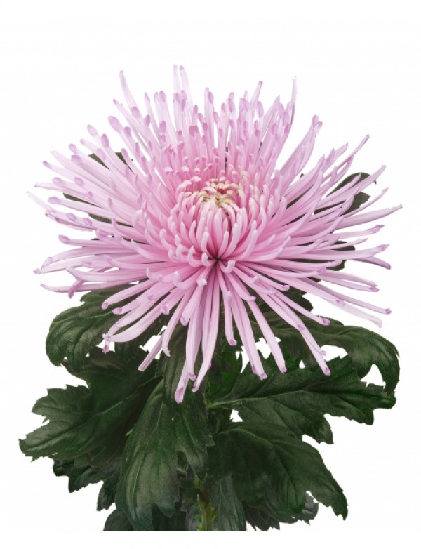 Хризантема черенок Capriool (розовая)