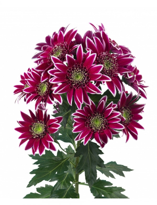 Хризантема саджанець Bolte (темно-рожева)