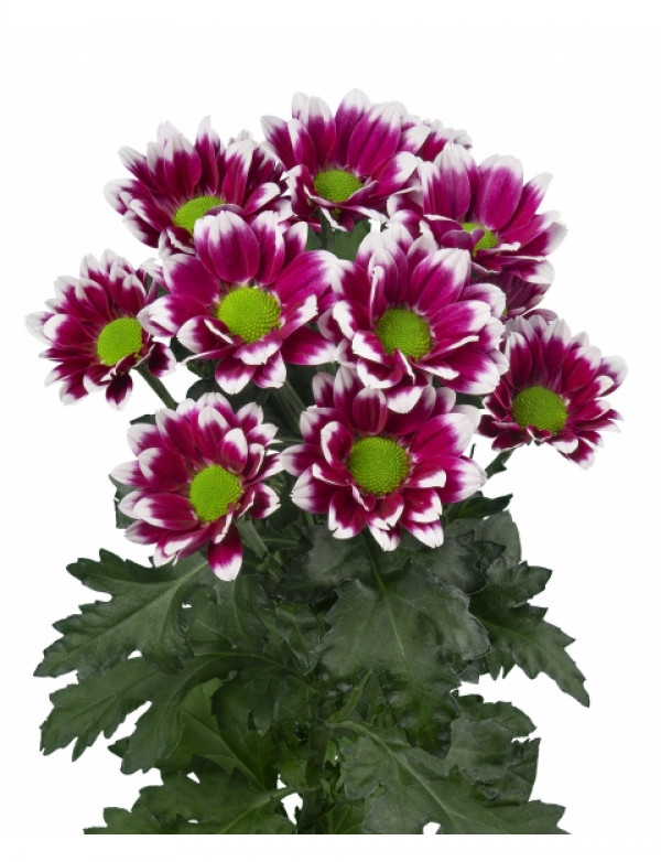 Хризантема черенок Together Dark (розово-белая)