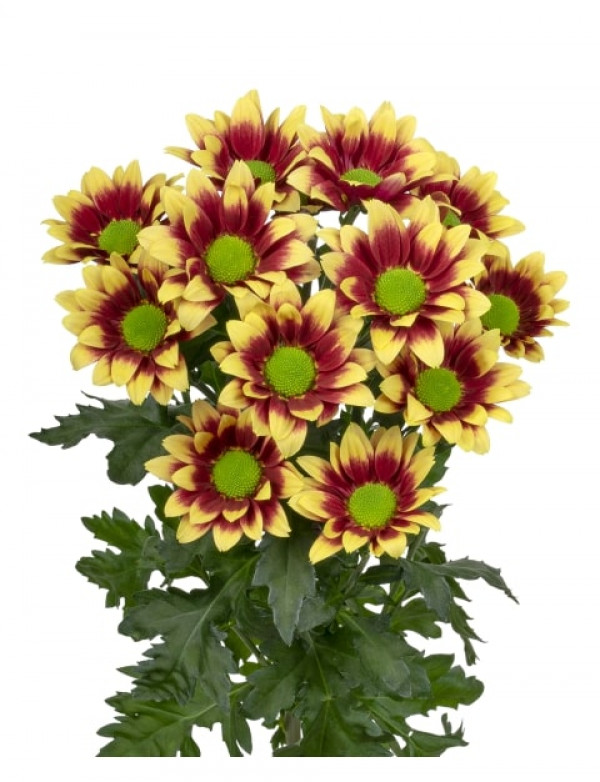 Хризантема саджанець Together Yellow (червоно-жовта)