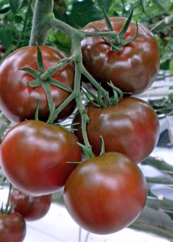 Помідор індетермінантний Біг-Сашер F1 - розсада