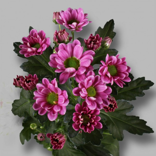 Хризантема черенок Rossi Splendid (розовый)