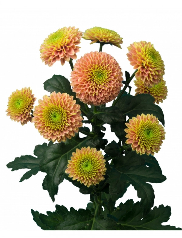 Хризантема саджанець Jeanny Peach (персикова)