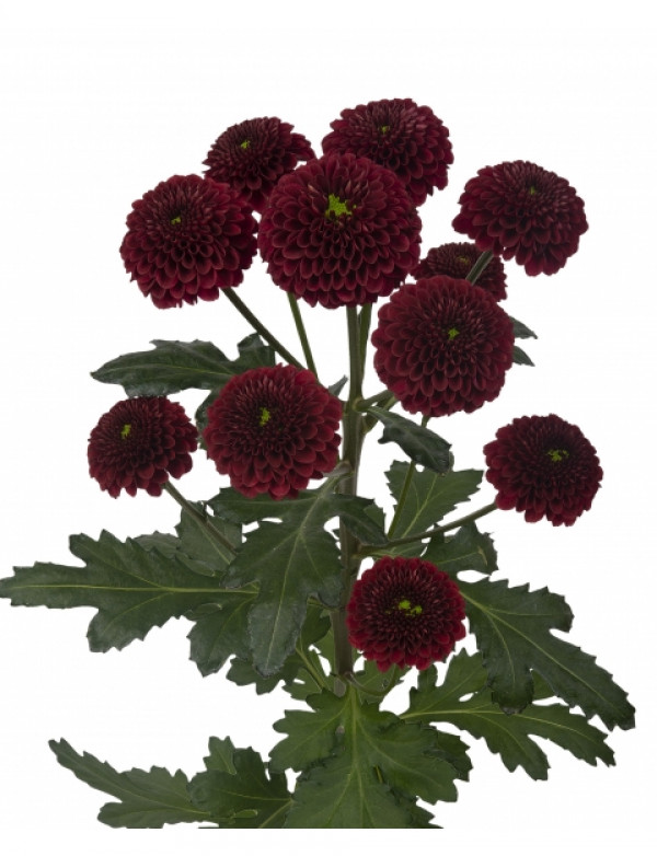 Хризантема черенок Purpetta Red (темно-красная)
