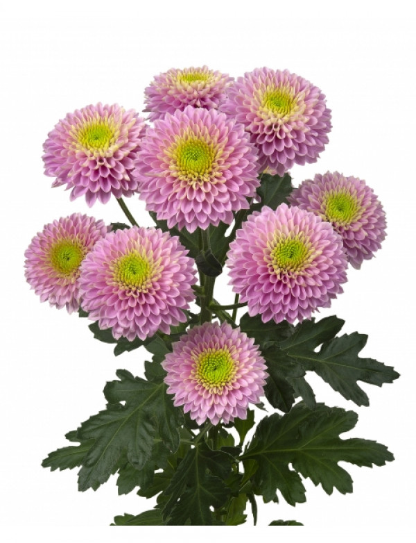Хризантема черенок Souvenir (розовая)