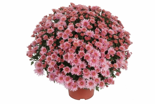 Хризантема черенок Pamplona Jogger Pink (розовая)