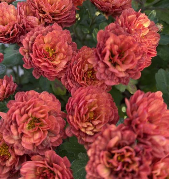 Хризантема саджанець Gigi Orange (помаранчевий)