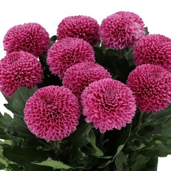 Хризантема черенок Gustav (розовая)