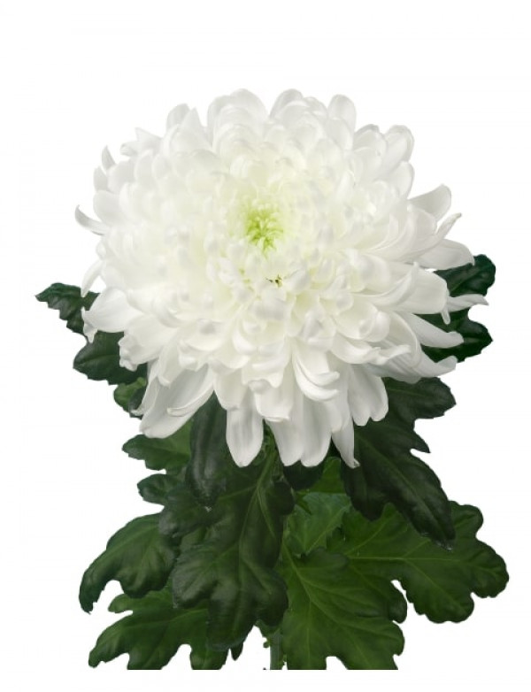 Хризантема черенок Aylin (белая)