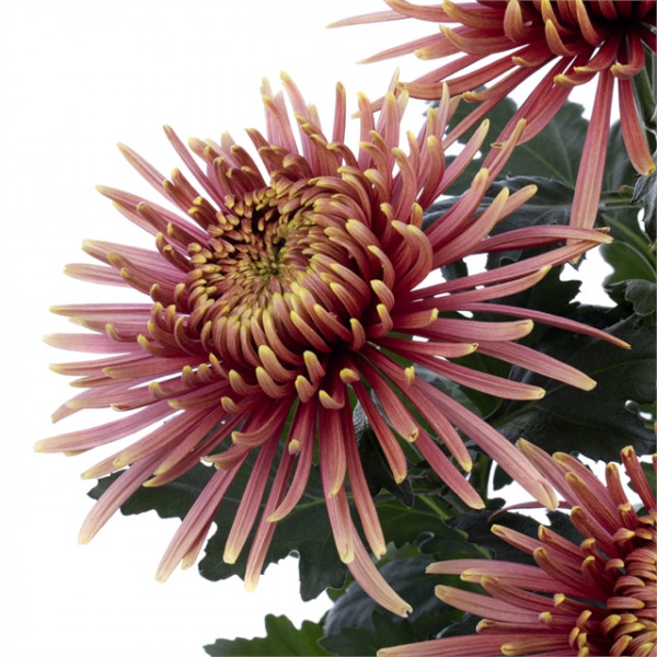 Хризантема саджанець Baltazar Flame (фіолетова)