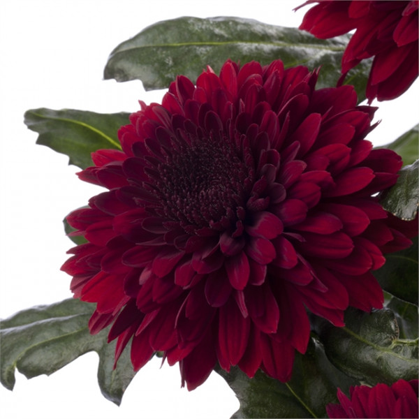 Хризантема черенок Barca Red (темно-красная)
