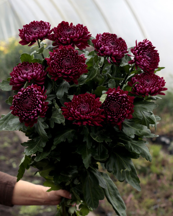 Хризантема черенок Gaviria (фиолетовая)