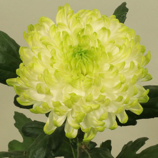 Хризантема черенок Rossano Lime (бело-зеленая)