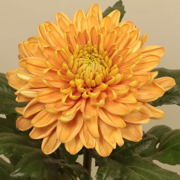 Хризантема саджанець Rossano Orange (помаранчева)