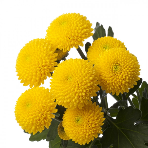 Хризантема саженец  Limoncello (желтая)