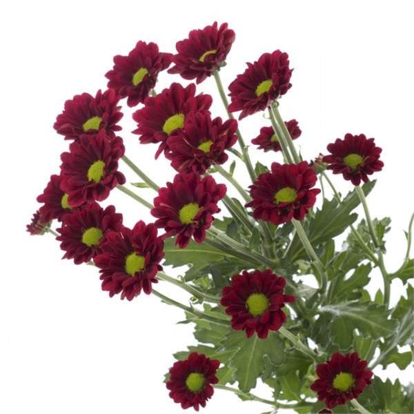 Хризантема саженец Pimento (темно-красная)
