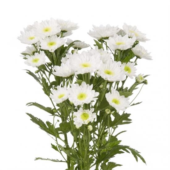 Хризантема саджанець Radost White (біла)
