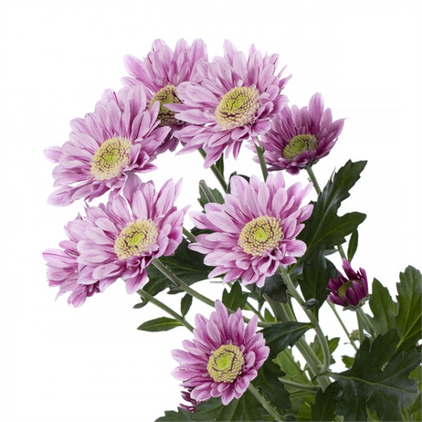 Хризантема саженец Serenity Sweet (розовая)