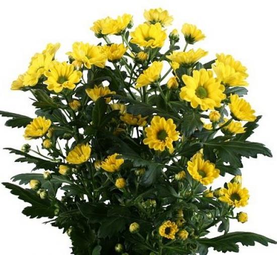 Хризантема черенок Rossi Yellow (жовтий)