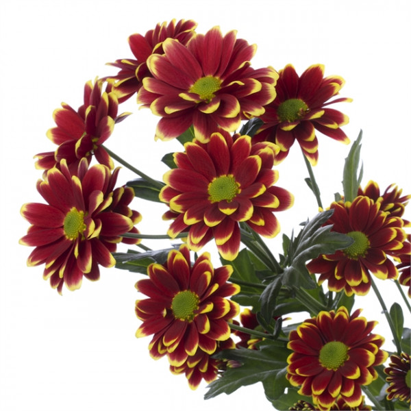 Хризантема саджанець Alamos Yellow (червоно-жовта)