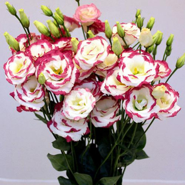 Эустома черенок Excalibur 3 Hot Lips (красно-белая)