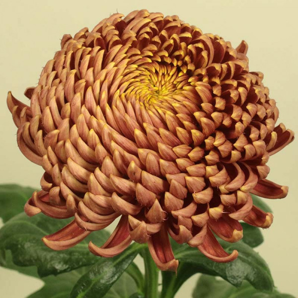 Хризантема черенок Bigoudi Bronze (бронзовый)