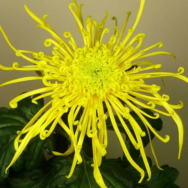 Хризантема саджанець Cobra Yellow (жовта)