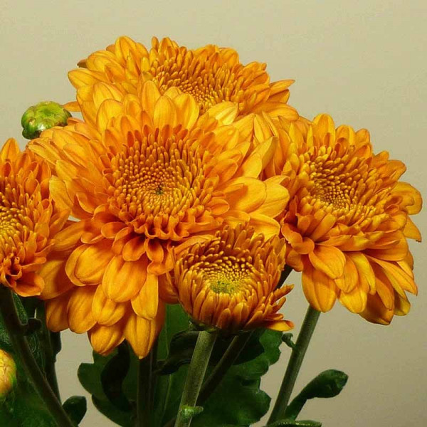 Хризантема саджанець Littleton Bronze