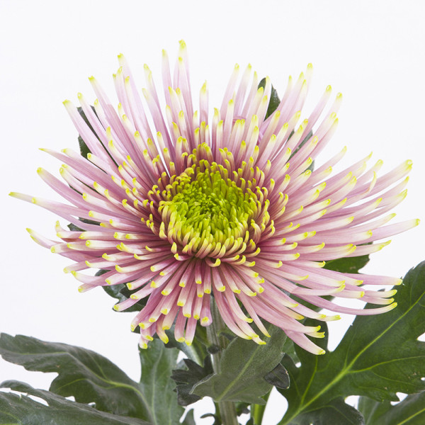 Хризантема черенок Tula Pink (розовый)