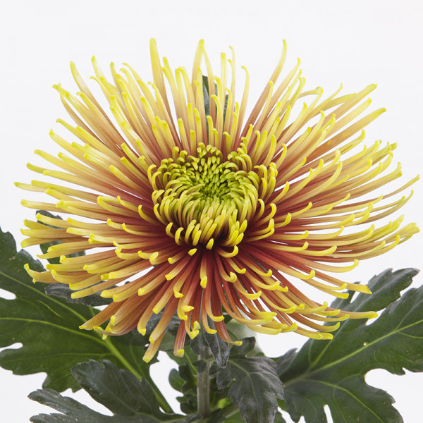 Хризантема саджанець Tula Zoraya (жовта)