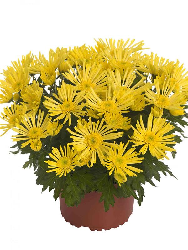 Хризантема анемоновидна саджанець Hermosa Yellow (жовта)