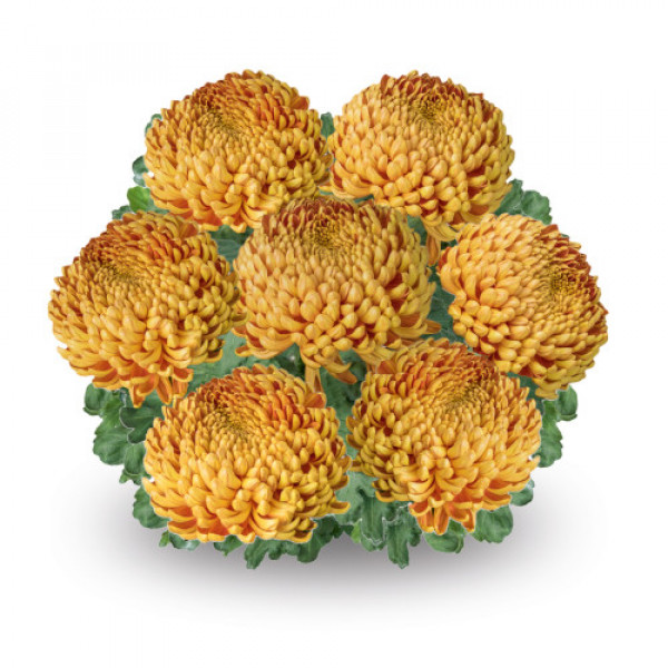 Хризантема черенок Jokapi Dore (золотистый)