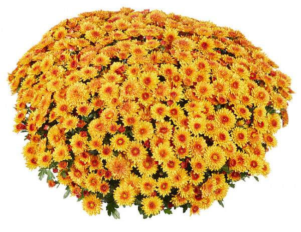 Хризантема черенок Sunbeam Lively Red Bicolor раняя (червоно-помаранчевый)