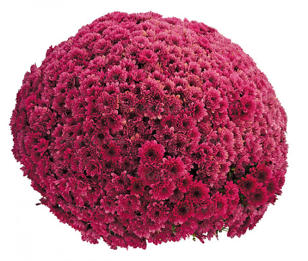 Хризантема саджанець Sunbeam Lucky Purple рання (фіолетова)