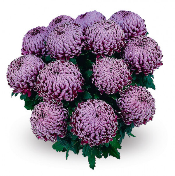 Хризантема черенок Malabar Violet (фиолетовая)