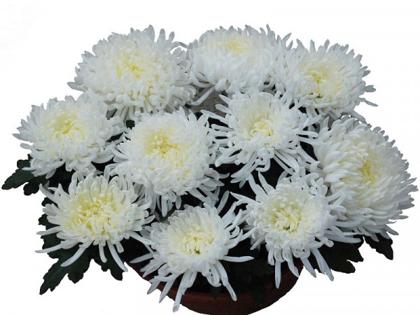 Хризантема черенок Pickneige Blanc (белая)