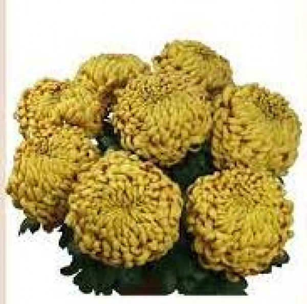 Хризантема черенок Amadou Dore (бронзовая)