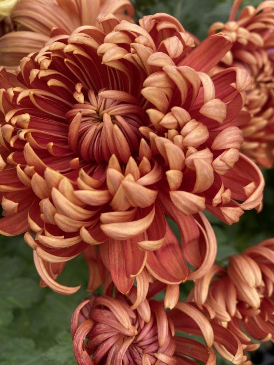 Хризантема саджанець Amadou Dore (бронзова)